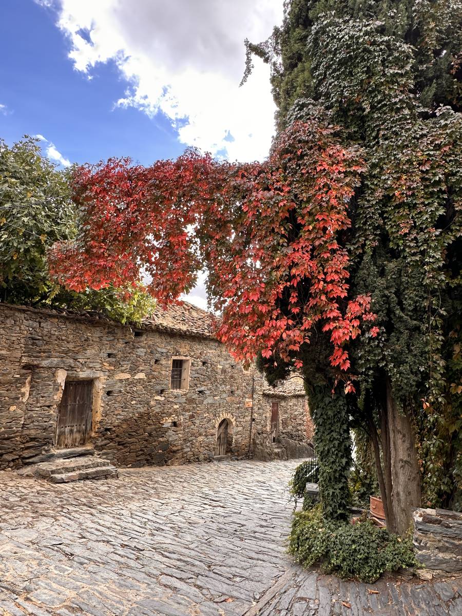 Vegetación roja sobre muro de pizarra