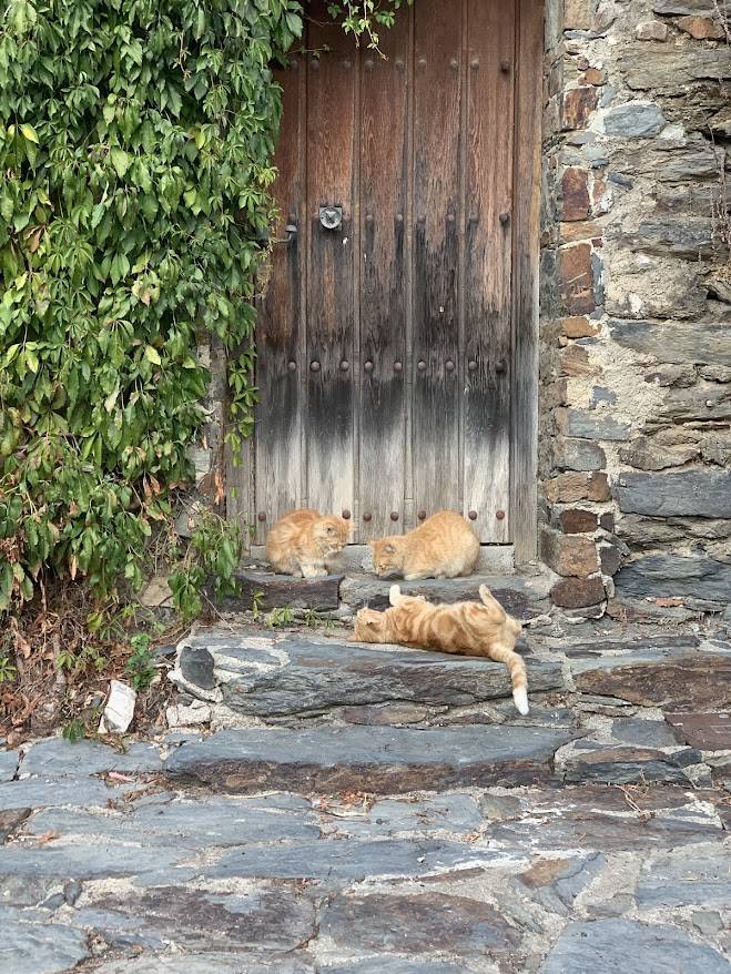 Gato descansando ante una puerta de madera